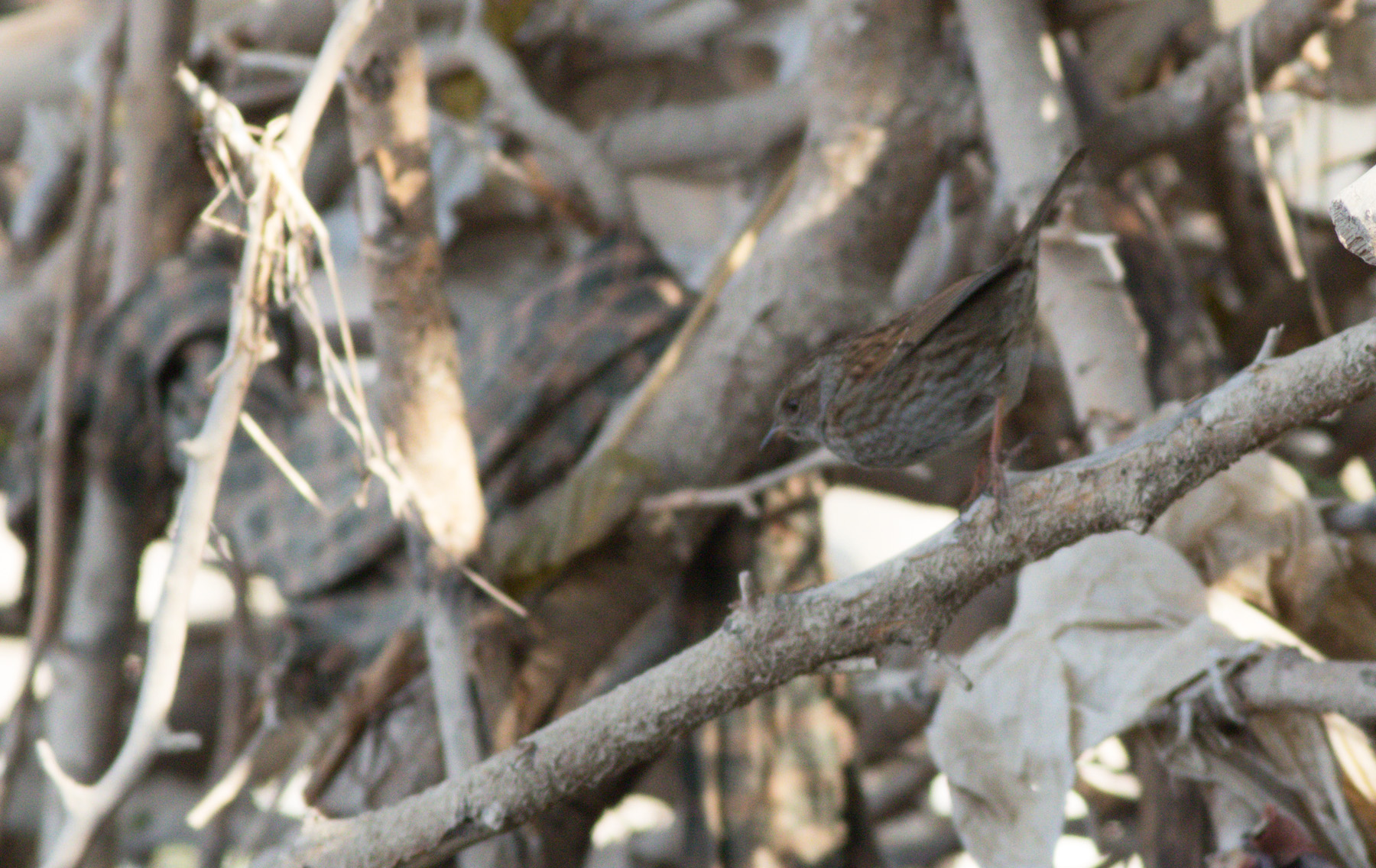 Dunnock